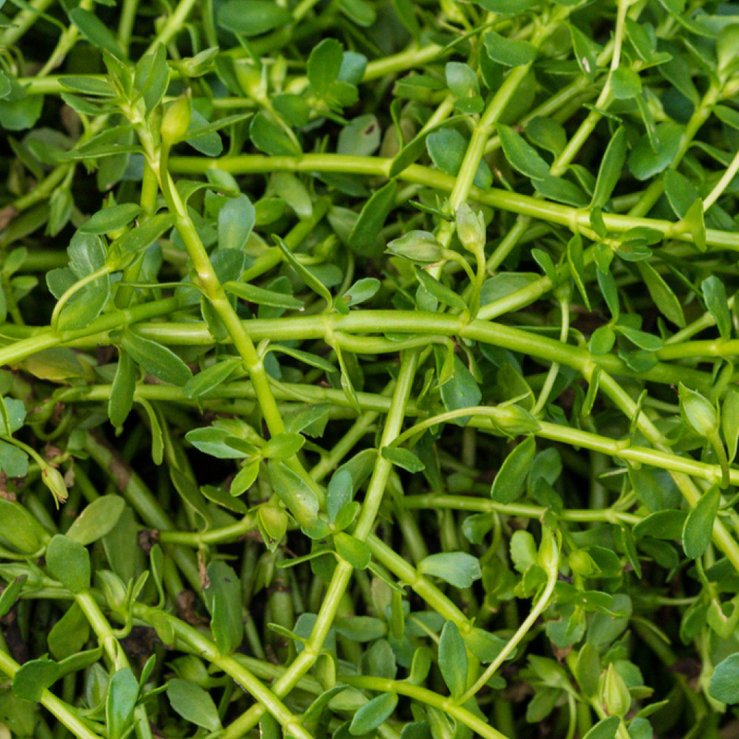 Bacopa extract