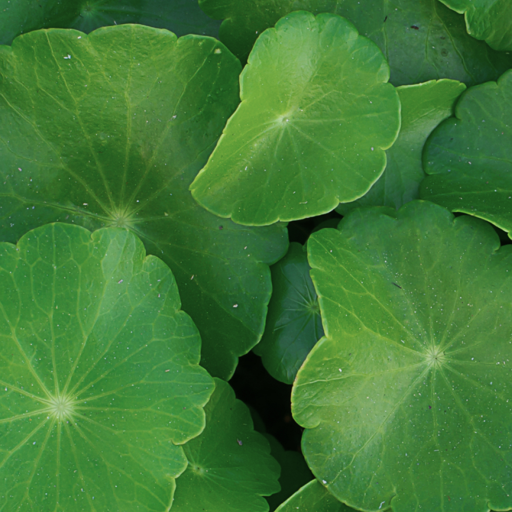 Centella extract