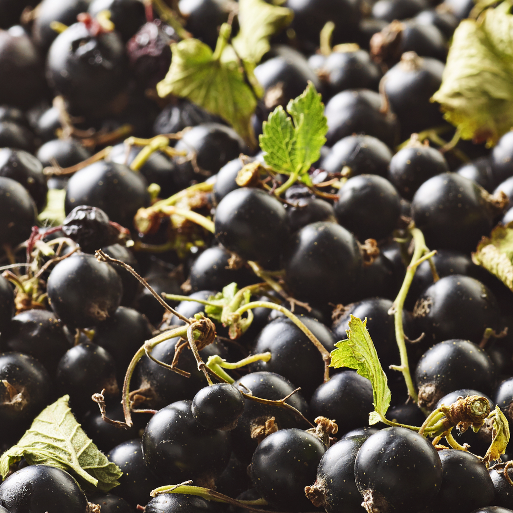 Blackcurrant